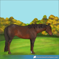 Horse Color:Liver Chestnut 