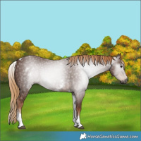 Horse Color:Gray White Spotted Chestnut Tobiano