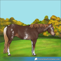 Horse Color:Gray White Spotted Chestnut Tobiano 