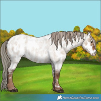 Horse Color:Liver Red Dun Roan Near Leopard