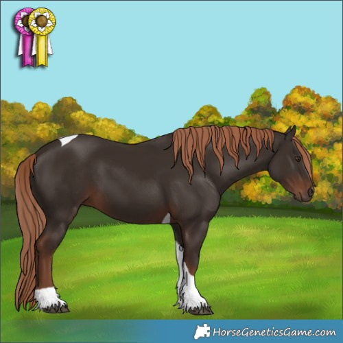 Horse Color:Liver Chestnut Tobiano 