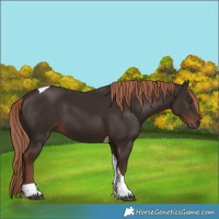 Horse Color:Liver Chestnut Tobiano 