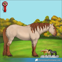 Horse Color:Red Dun 
