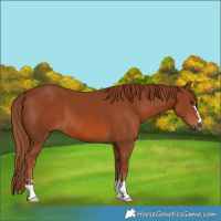 Horse Color:Chestnut 