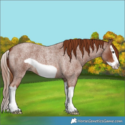 Horse Color:Red Roan Splash Frame 