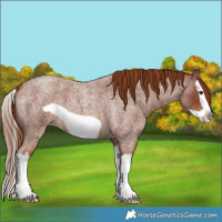 Horse Color:Red Roan Splash Frame 
