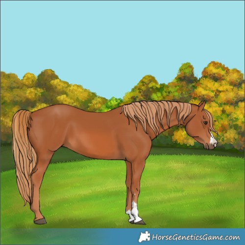 Horse Color:Chestnut 