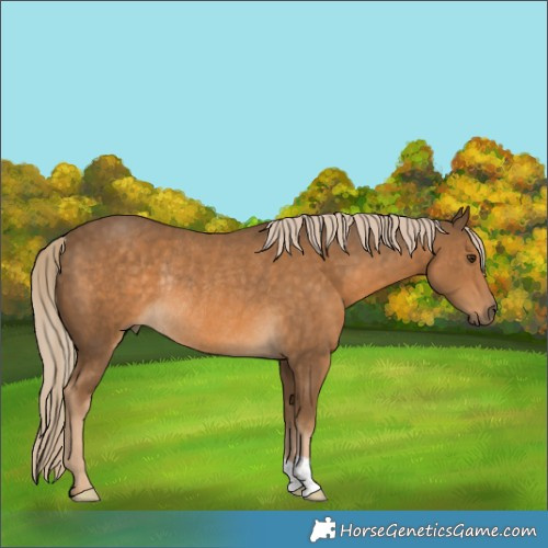Horse Color:Chocolate Palomino Rabicano 