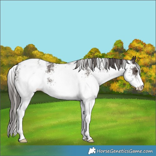 Horse Color:White Spotted Liver Chestnut Appaloosa 