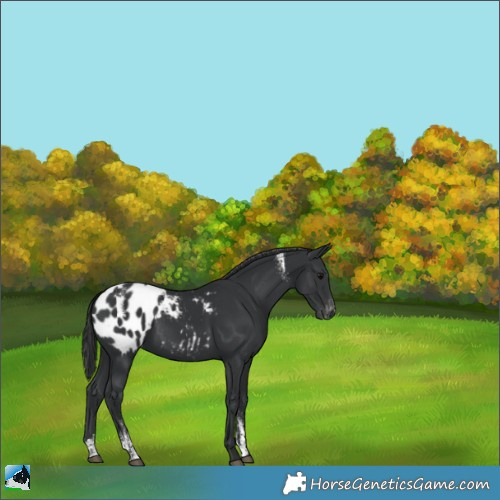 Horse Color:Powder White Black Appaloosa