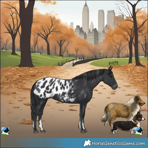 Horse Color:Powder White Black Blanket
