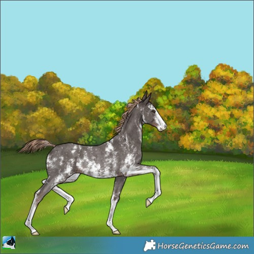 Horse Color:Liver Chestnut Sabino Appaloosa Rabicano 