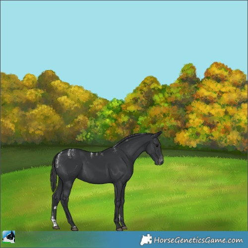 Horse Color:Powder White Black Varnish 
