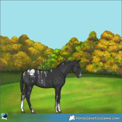 Horse Color:Powder White Black Appaloosa 