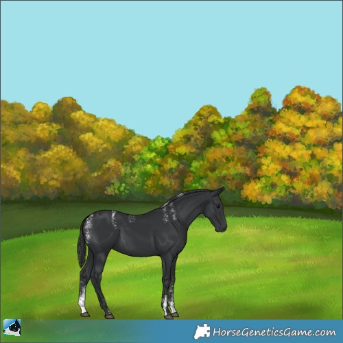 Horse Color:Powder White Black 