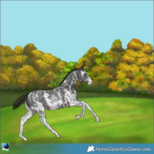 Horse Color:Liver Chestnut Sabino Appaloosa 