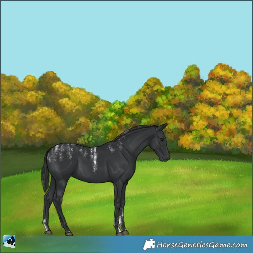 Horse Color:Powder White Black 
