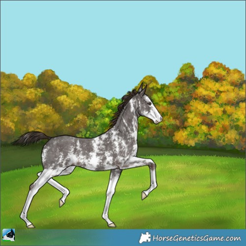 Horse Color:Liver Chestnut Sabino Appaloosa 
