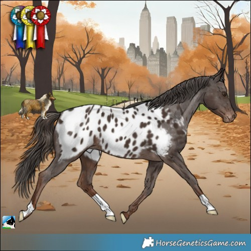 Horse Color:Liver Chestnut Appaloosa 