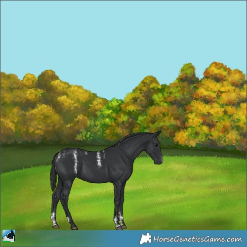 Horse Color:Powder White Black 