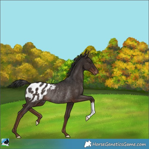 Horse Color:Liver Chestnut Appaloosa Rabicano 