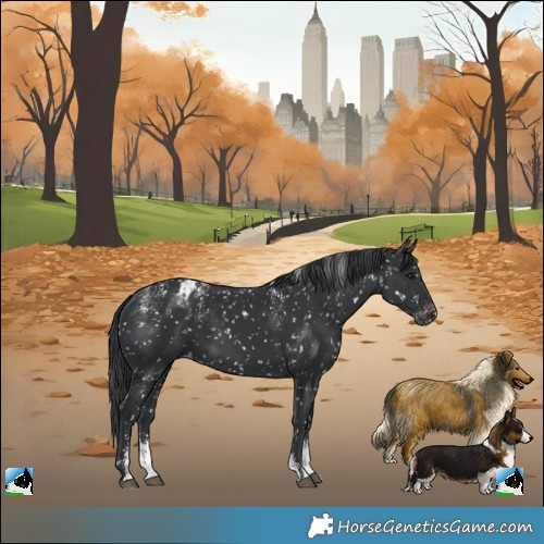 Horse Color:Powder White Black Appaloosa 