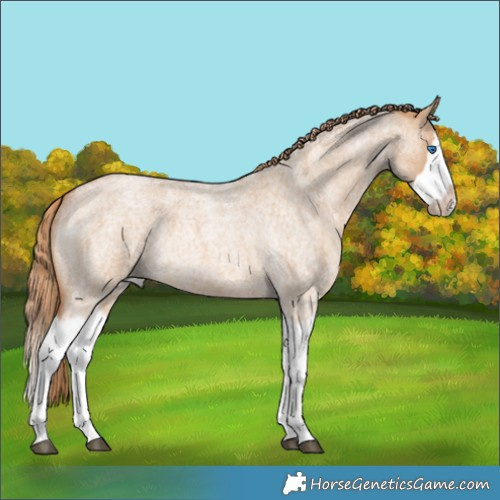 Horse Color:Red Dun Roan Splash Frame Rabicano 