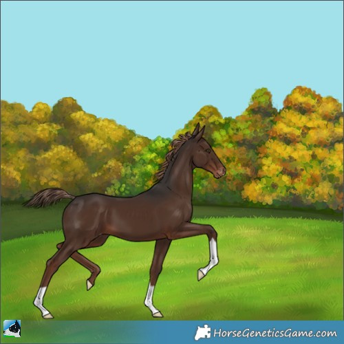 Horse Color:Liver Chestnut Appaloosa 
