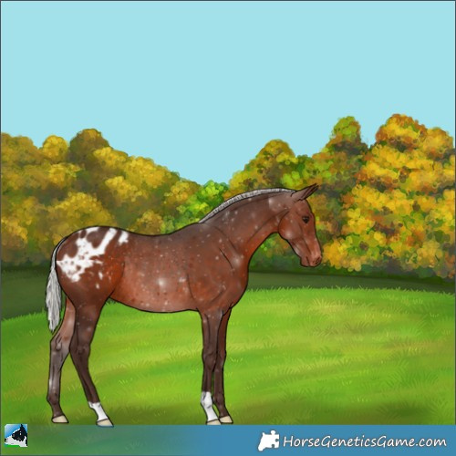 Horse Color:Silver Brown Varnish Rabicano 