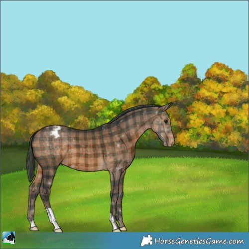 Horse Color:Plaid  Brown Appaloosa 