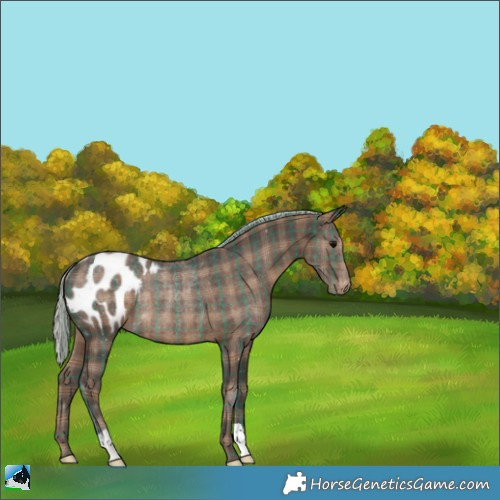 Horse Color:Plaid  Silver Black Blanket Rabicano 