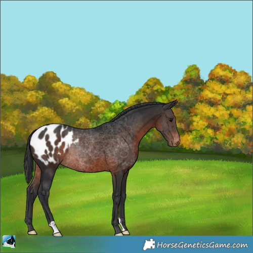Horse Color:Brown Appaloosa Rabicano 