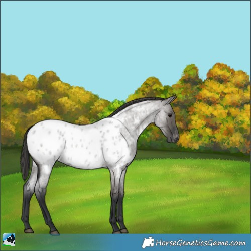 Horse Color:Grullo Roan Appaloosa 