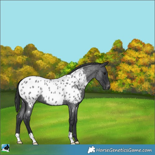 Horse Color:Blue Roan Appaloosa 
