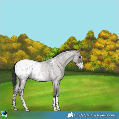 Horse Color:Grullo Roan Sabino Appaloosa 