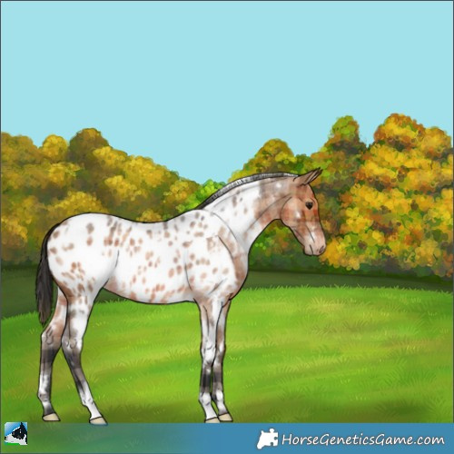 Horse Color:Plaid  White Spotted Brown Roan Appaloosa 