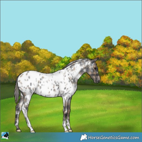 Horse Color:Plaid  White Spotted Blue Roan Appaloosa 
