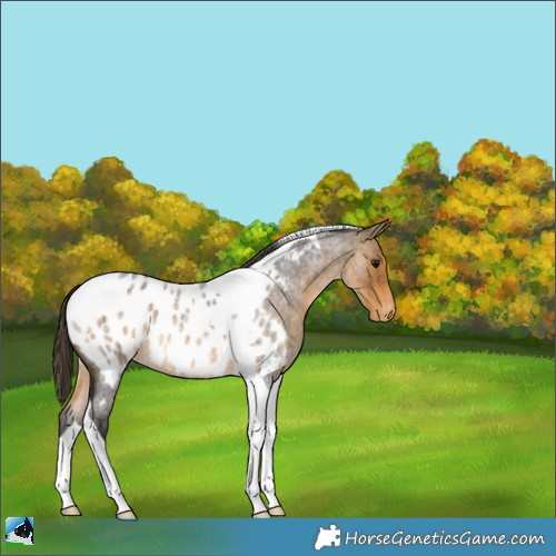 Horse Color:Buckskin Roan Tobiano Blanket 