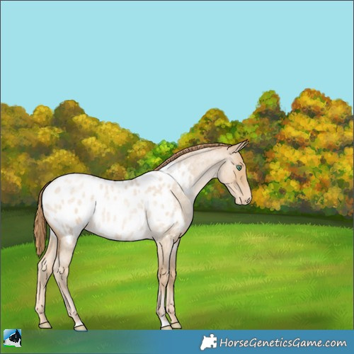 Horse Color:Smoky Blue Roan Pearl Appaloosa 