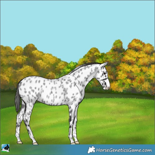 Horse Color:Smoky Blue Roan Appaloosa 