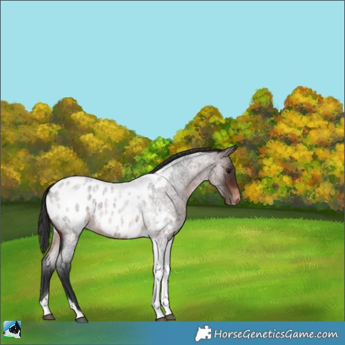 Horse Color:Brown Roan Tobiano Appaloosa 