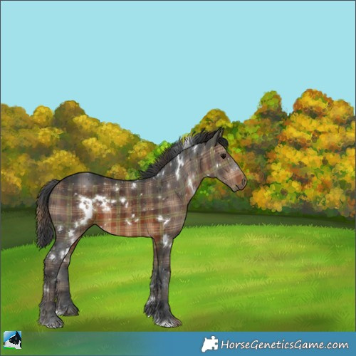 Horse Color:Plaid  White Spotted Brown 
