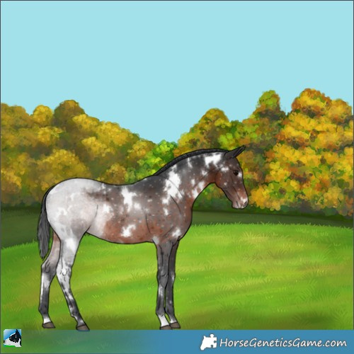 Horse Color:White Spotted Brown Rabicano 