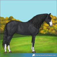 Horse Color:Unknown 