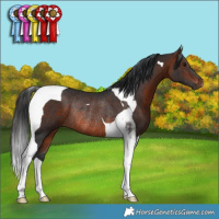 Horse Color:Brown Tobiano Rabicano 
