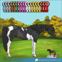 Horse Color:Brown Tobiano Rabicano 