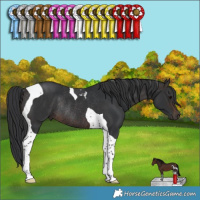 Horse Color:Brown Tobiano Rabicano
