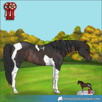 Horse Color:Brown Tobiano Rabicano