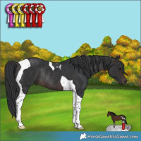 Horse Color:Brown Tobiano Rabicano