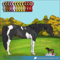 Horse Color:Brown Tobiano Rabicano 